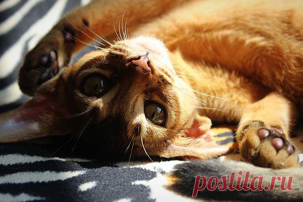 Я на солнышке....