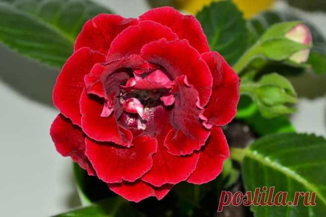 Красноярье - Форум цветоводов Фрау Флора