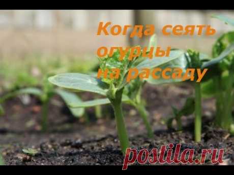 Как и когда сеять огурцы на рассаду для посадки в теплицу и открытый грунт