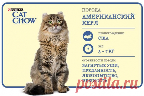 Cat Chow