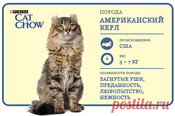 Cat Chow