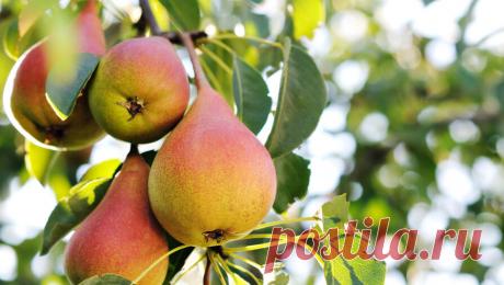 Садоводам рассказали о самых популярных сортах груш. Сорта груш, которые вывел Сергей Чижов, в том числе Лада, являются самыми популярными для садоводства, потому что они хорошо переносят зиму и имеют хорошую экологическую пластичность. Об этом в интервью Pravda.Ru рассказал селекционер и ...