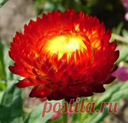 ГЕЛИХРИЗУМ ИЛИ БЕССМЕРТНИК — «ЗОЛОТО МАДАГАСКАРА»