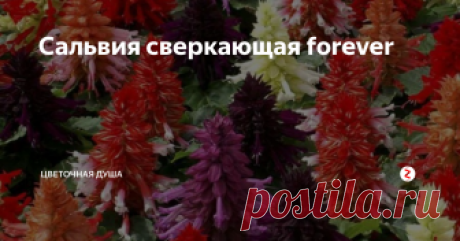 Сальвия сверкающая forever В не столь давние времена, когда российский (то есть советский) народ ещё не был избалован заморскими садовыми редкостями, самым востребованным цветком после астр и циний была сальвия. Да-да, та самая сверкающая сальвия красного цвета, которую вместе с серебристой цинерарией высаживали на клумбах у райкомов и других общественных зданиях.
Ссылка на изображение
За ту былую популярность в наше время