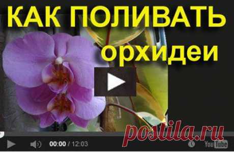 Секреты выращивания орхидей - поливка