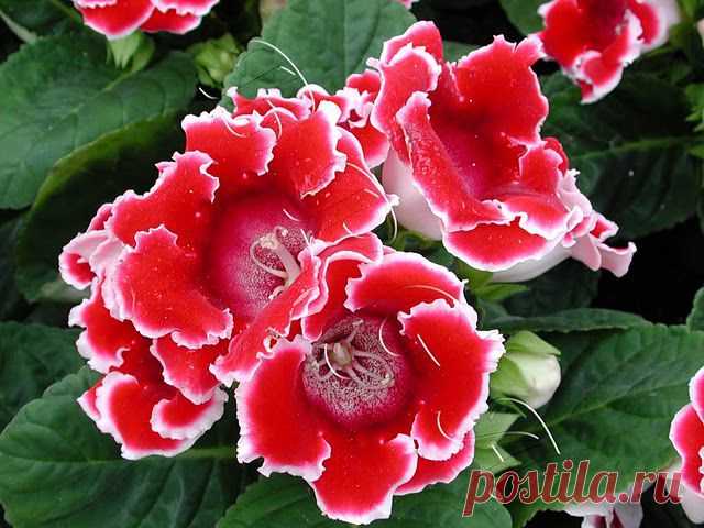 КАК РАЗБУДИТЬ КЛУБЕНЬ ГЛОКСИНИИ - Сад на подоконнике