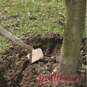 (+1) тема - Уход за плодовыми деревьями и ягодными кустарниками | ОГОРОД БЕЗ ХЛОПОТ