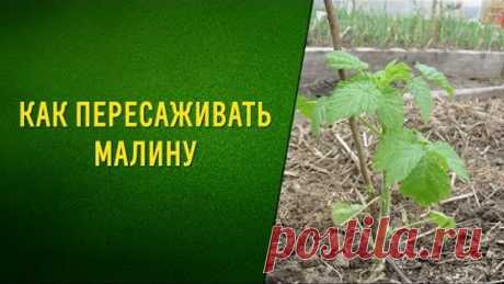 Как пересаживать малину
