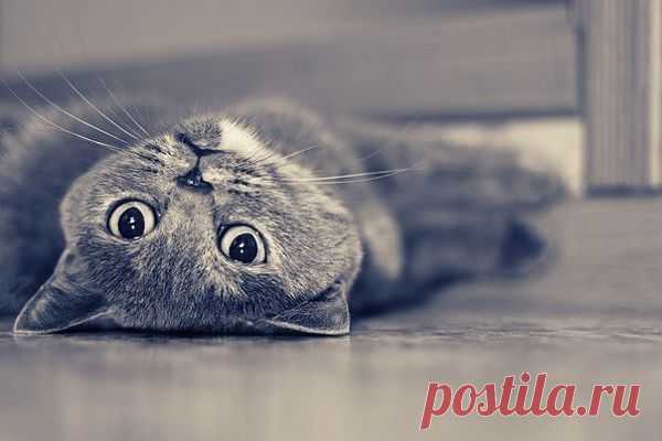 Котик.