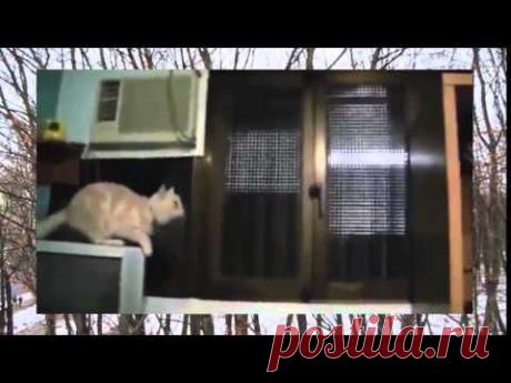 Прикольные котяры