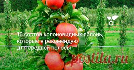 10 сортов колоновидных яблонь, которые я рекомендую для средней полосы В этой статье расскажу о сортах яблонь колоновидного типа, которые, по моему мнению, заслуживают наибольшего внимания садоводов средней полосы.