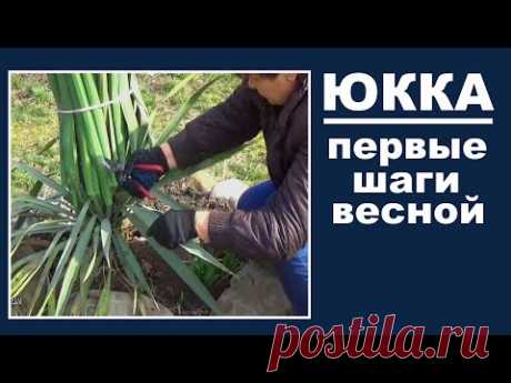 Уход за юккой весной  Сделайте это уже сейчас