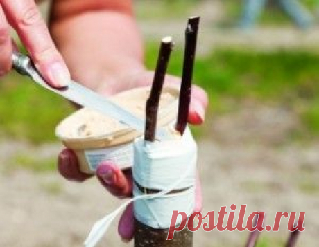 Прививаем деревья - Садоводка