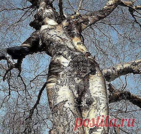 Берёзовая дева