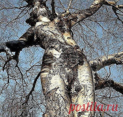 Берёзовая дева