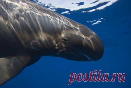 Hawaii Pygmy Killer Whale Also Known As The Slender Blackfish Or The Slender Pilot Whale Stock Photo | Getty Images