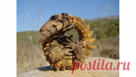 20 Of the Worlds Strangest Creatures