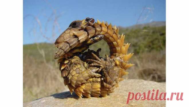20 Of the Worlds Strangest Creatures