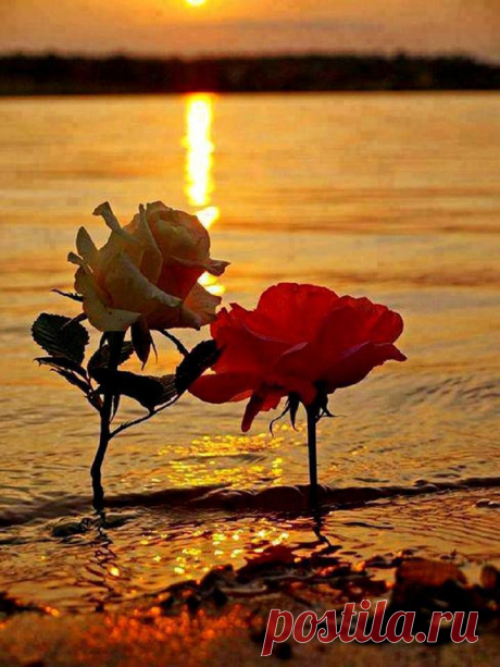 «Две розы» Николай Гумилев
Перед воротами Эдема
Две розы пышно расцвели,
Но роза — страстности эмблема,
А страстность — детище земли.
Одна так нежно розовеет,
Как дева, милым смущена,
Другая, пурпурная, рдеет,
Огнем любви обожжена.
А обе на Пороге Знанья…
Ужель Всевышний так судил
И тайну страстного сгоранья
К небесным тайнам приобщил?!