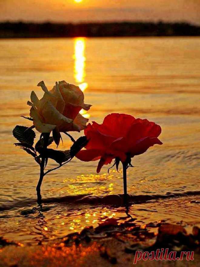 «Две розы» Николай Гумилев
Перед воротами Эдема
Две розы пышно расцвели,
Но роза — страстности эмблема,
А страстность — детище земли.
Одна так нежно розовеет,
Как дева, милым смущена,
Другая, пурпурная, рдеет,
Огнем любви обожжена.
А обе на Пороге Знанья…
Ужель Всевышний так судил
И тайну страстного сгоранья
К небесным тайнам приобщил?!