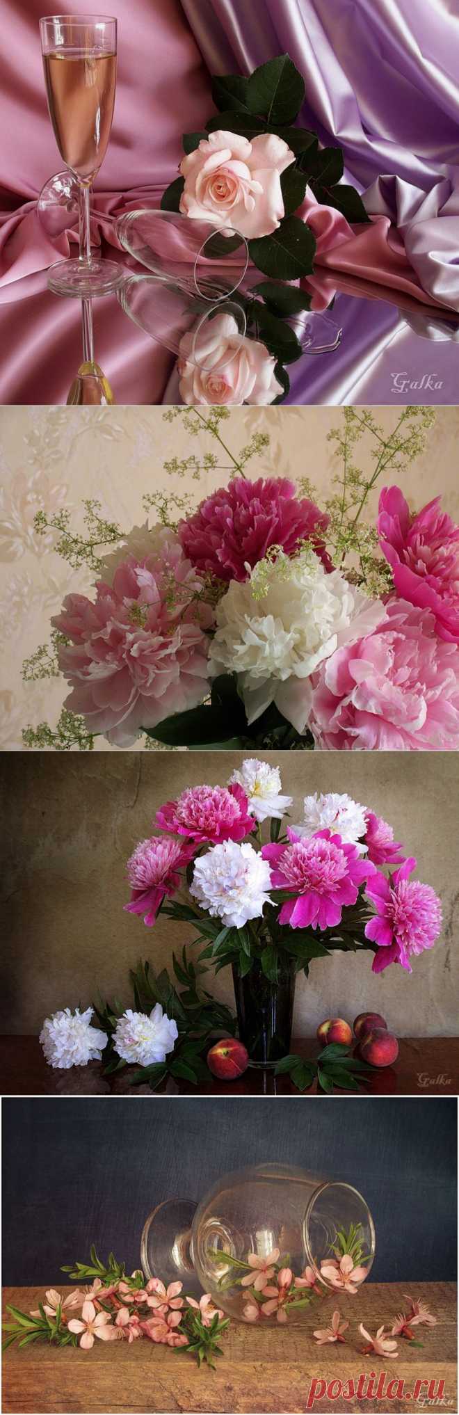 Натюрморты в розовых тонах! Розовые грезы!.