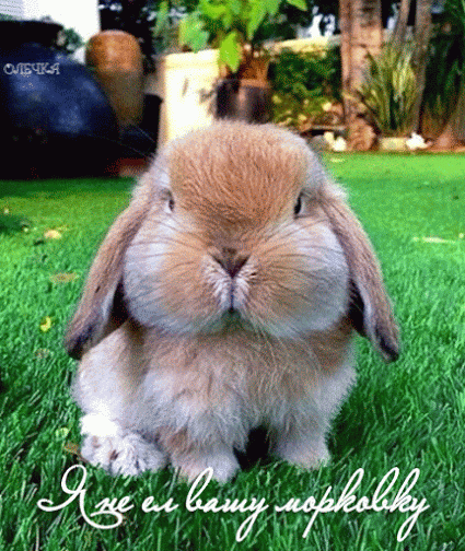 Живые фотографии – Живые картинки – Сообщество – Google+