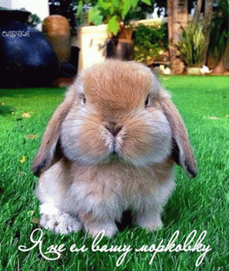 Живые фотографии – Живые картинки – Сообщество – Google+