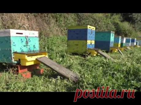 Древнее лекарство для повышения иммунитета