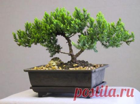 Бонсай — бизнес и искусство — Делай деньги