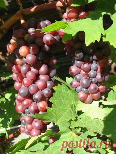 Посадка винограда!