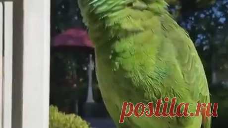 Имитатор