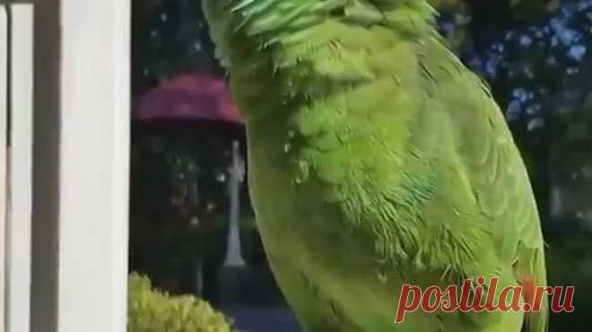 Имитатор