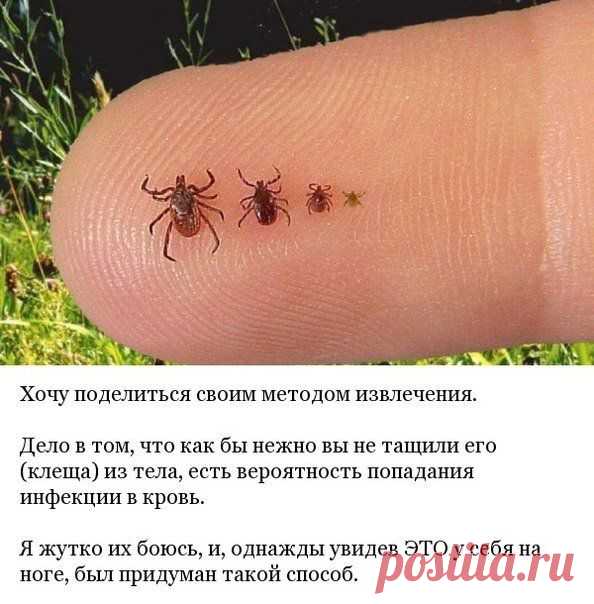 Безопасный и быстрый метод извлечения клещей.