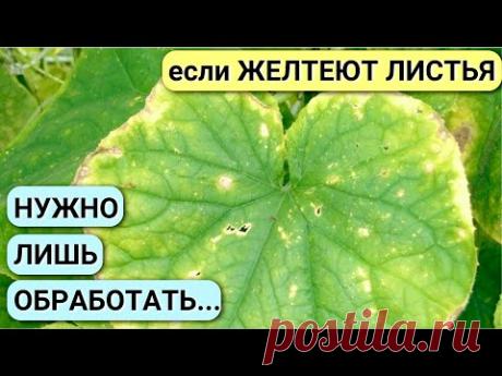 Желтеют листья ОГУРЦОВ! Срочно принимайте меры, чтобы не лишиться урожая! ПОДКОРМКА огурцов.