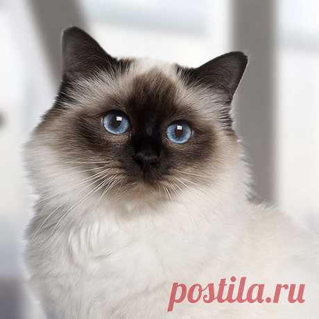 Какой вы кот?