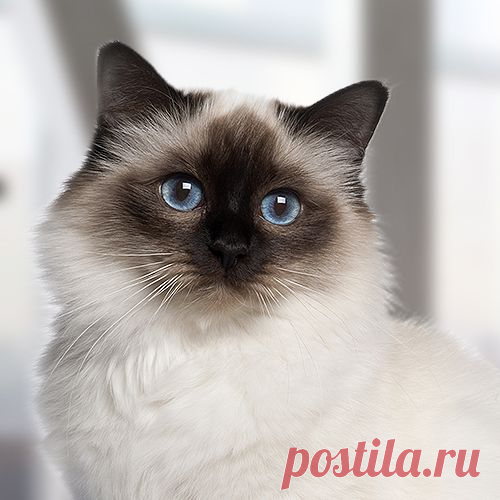 Какой вы кот?