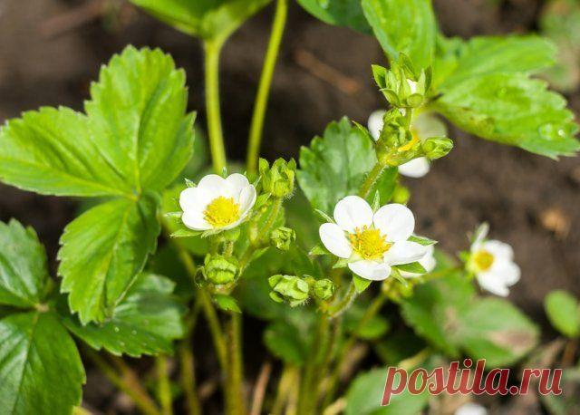 Уход за клубникой после сбора урожая | Земляника (Огород.ru)