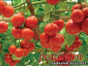 Помидорные секреты быстрого созревания.