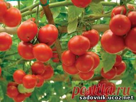 Помидорные секреты быстрого созревания.