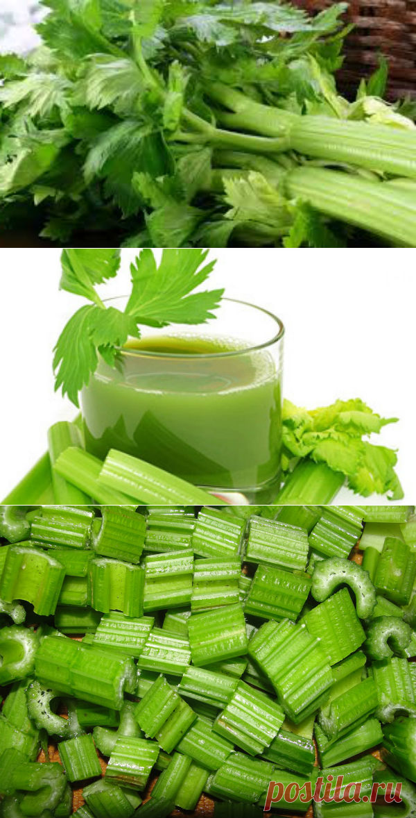 Чем полезен сельдерей, вред и противопоказания — Здоровое питание и фитнес