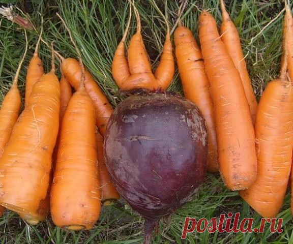 ЧТОБЫ СВЕКЛА И МОРКОВЬ БЫЛИ СЛАДКИМИ
Сохраните, чтобы не потерять!

Сладкий вкус свекле и моркови придают сахара, которые формируются в повышенных количествах при правильной подготовке почвы, удобрении и подкормках, поливе и уходе. При правильной агротехнике в корнеплодах накапливается 4-11% сахаров. Нарушение режима питания корнеплодов ведет к резкому падению содержания сахаров и других полезных веществ, превращает их в практически пустые овощи.

Какими приемами можно пов...