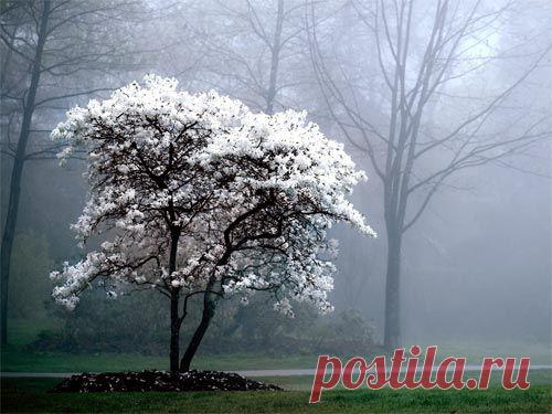 Приметы и суеверия о деревьях: как привлечь удачу