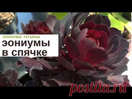 Эониумы в спячке 2022