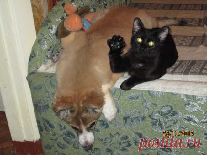 кот часто прикалывается над щенком,бросает что то с дивана,а потом улыбается