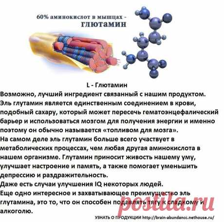 Основные ингредиенты Продукта Брейн Фул Плюс:
L – Глютамин
Глутамин приносит живость нашему уму, улучшает настроение и память, а также помогает уменьшить депрессию и раздражительность. Даже есть случаи улучшения IQ некоторых людей. Еще одно интересное и захватывающее преимущество эль глутамина, это то, что он способен подавлять тягу к сладкому и алкоголю.
