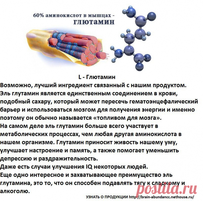 Основные ингредиенты Продукта Брейн Фул Плюс:
L – Глютамин
Глутамин приносит живость нашему уму, улучшает настроение и память, а также помогает уменьшить депрессию и раздражительность. Даже есть случаи улучшения IQ некоторых людей. Еще одно интересное и захватывающее преимущество эль глутамина, это то, что он способен подавлять тягу к сладкому и алкоголю.