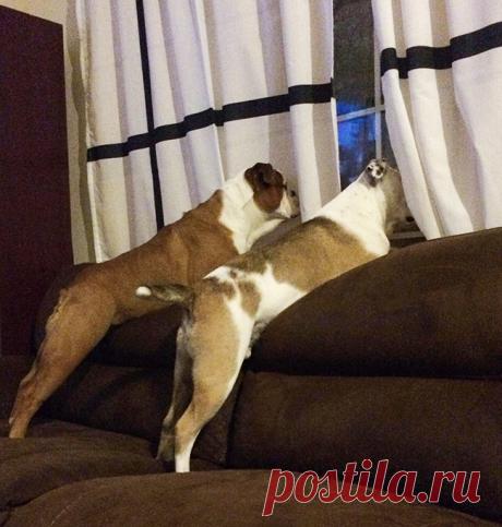 Если эти 20 фотографий не сделают ваш день, то даже котики с этим не справятся