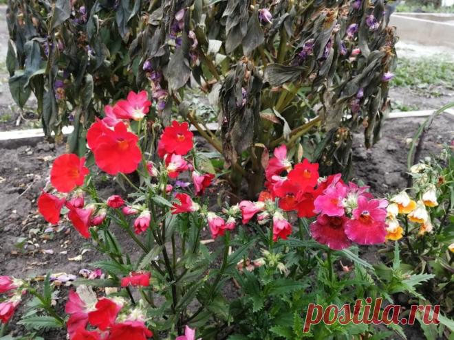 Немезия - неприхотливый и очень эффектный цветок | Усадьба в долине | Яндекс Дзен