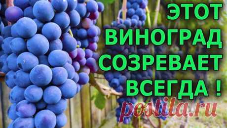 Самый БЫСТРЫЙ Способ УКРЫТИЯ ВИНОГРАДА на ЗИМУ! | Виноград VM | Дзен