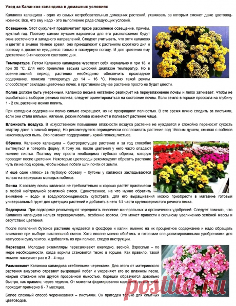 Уход за Каланхоэ каландива в домашних условиях
